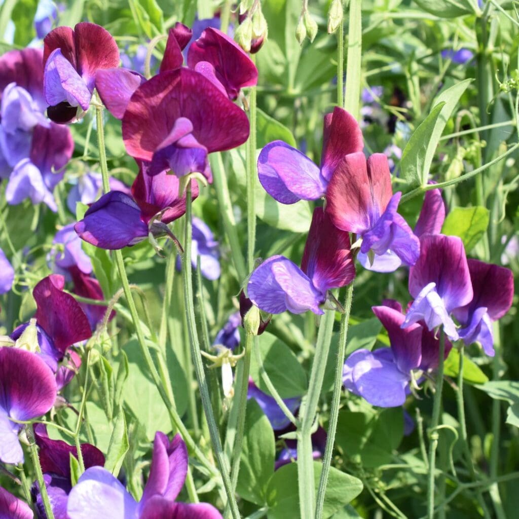 Sweet Pea flower