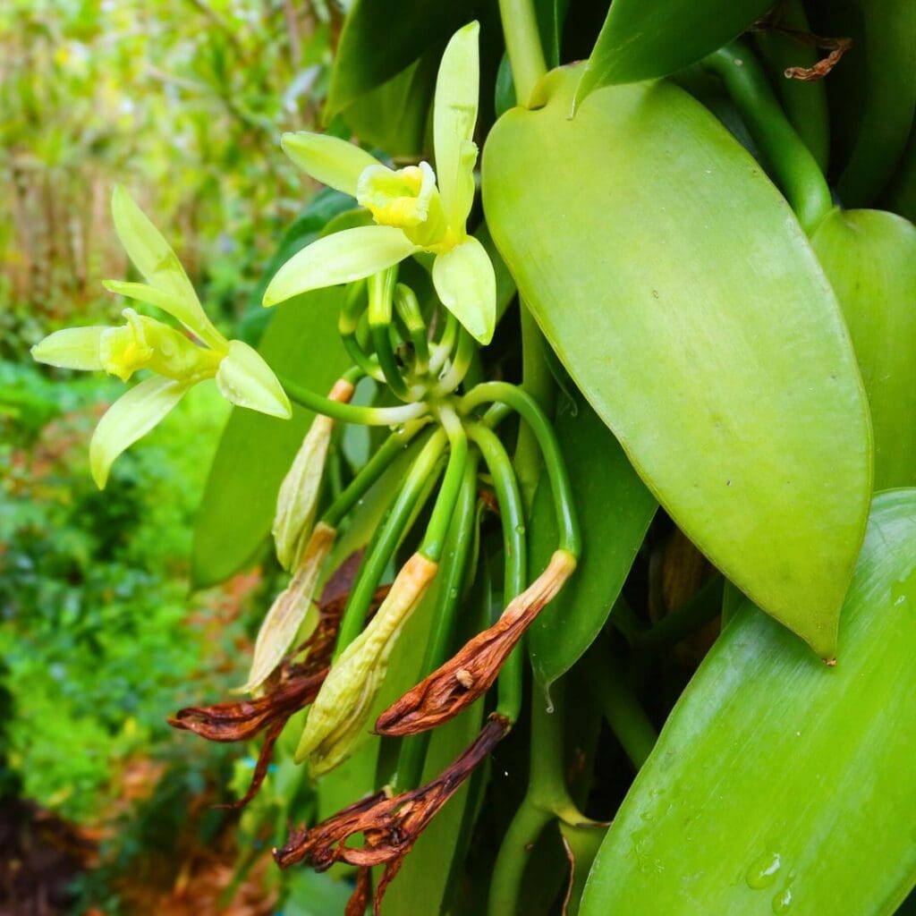 Vanilla Plant