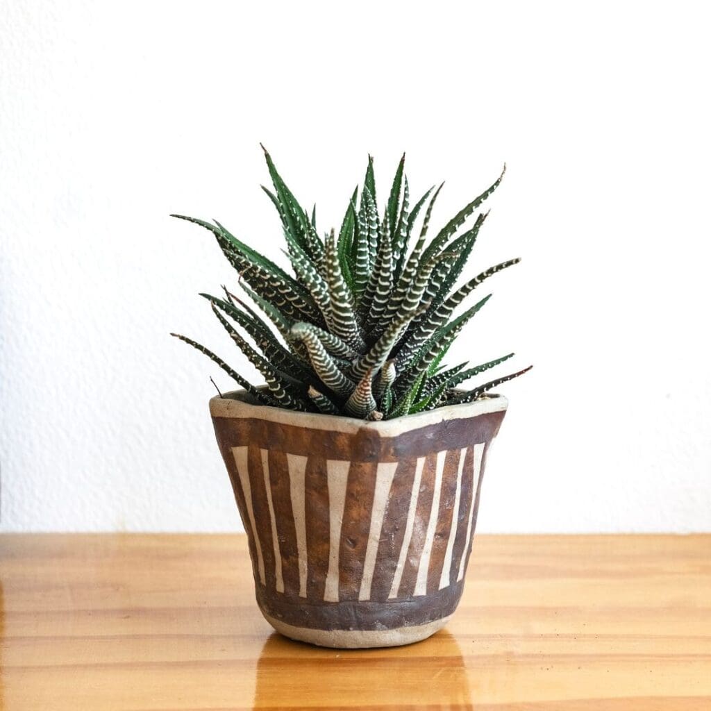 Zebra Plant