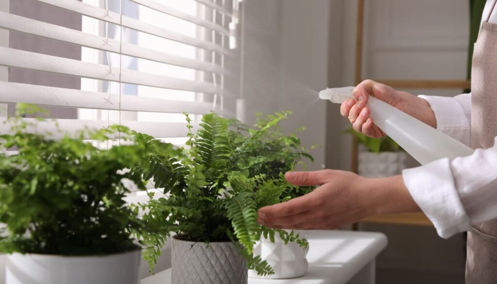 boston fern spray