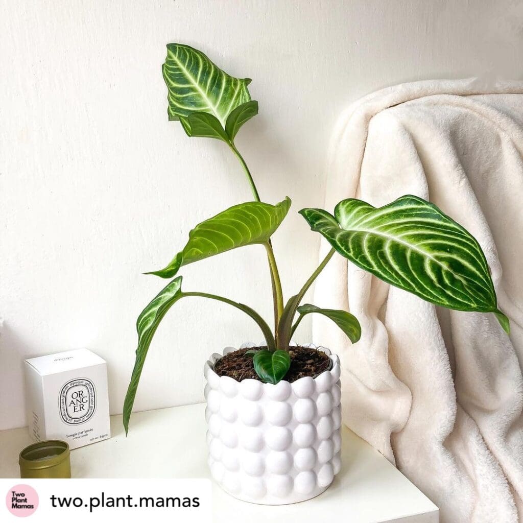 Caladium Xanthosoma 1