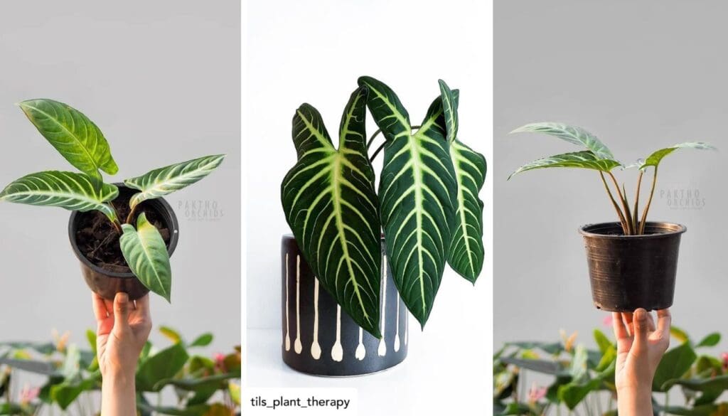Caladium Xanthosoma Plant Care Easy Tips for Lush Growth