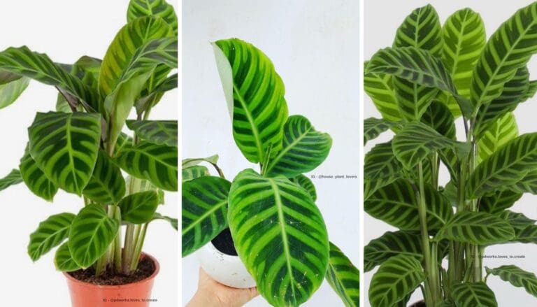 Calathea Zebra Plant Care: Easy Tips for Thriving Indoor Beauty