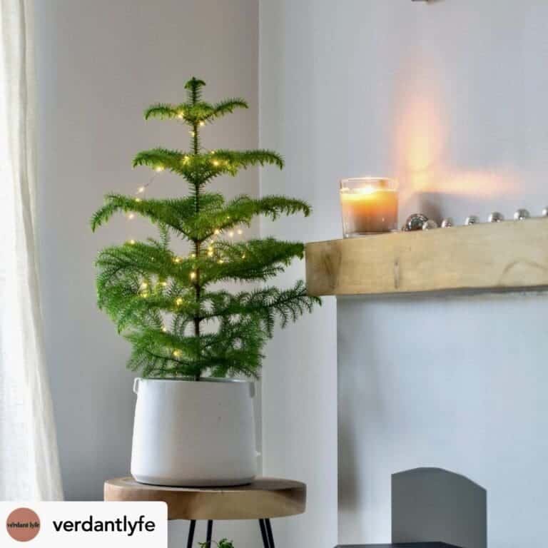 5 Houseplants That Can Replace a Christmas Tree