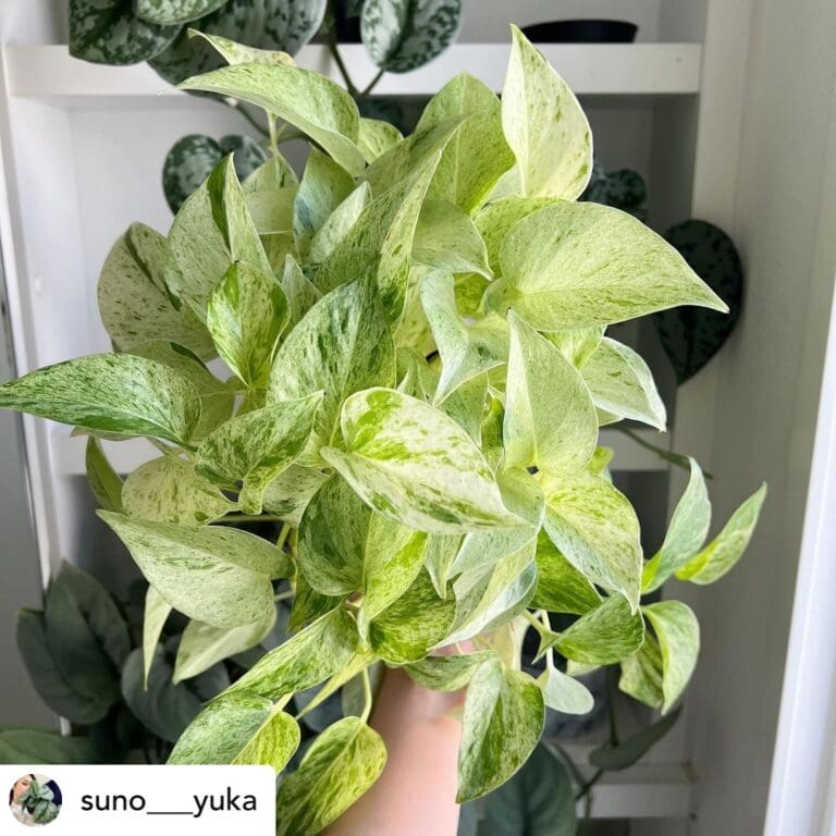6 Indoor Plant Trends to Try This Autumn