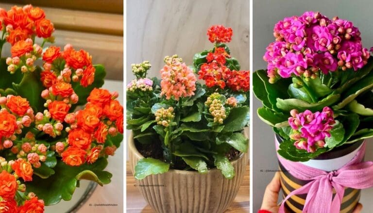 Kalanchoe Plant Care: Top Tips for Thriving Greenery