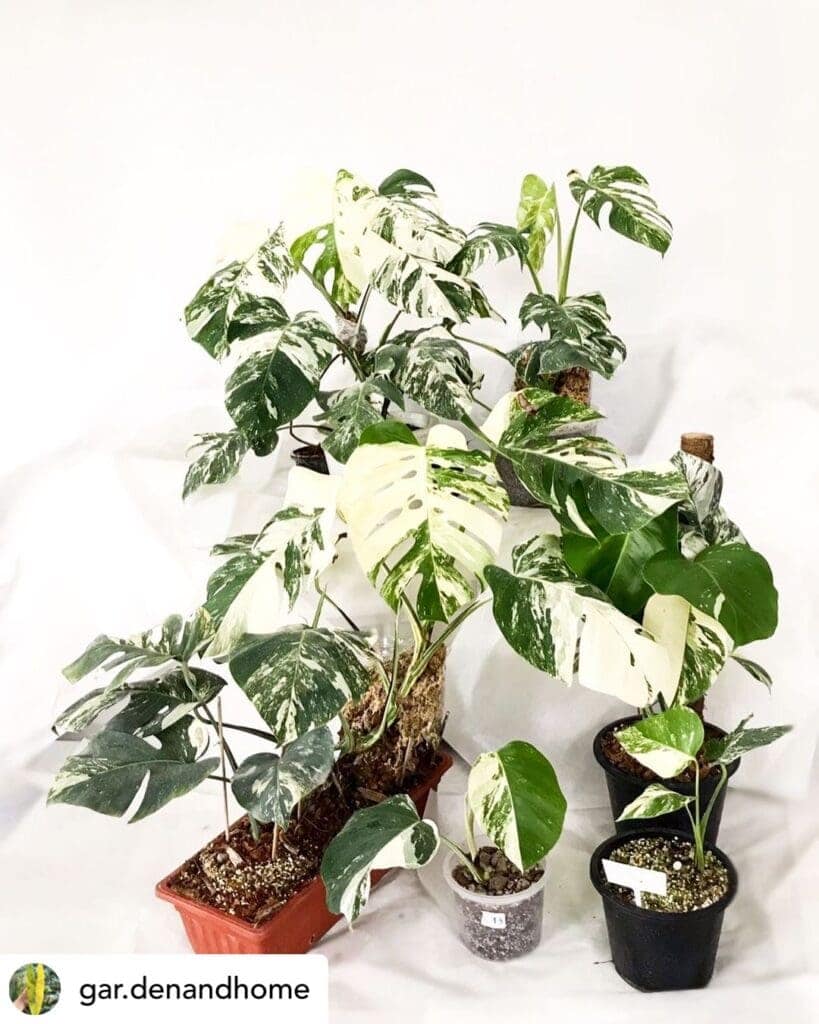 Monstera Albo Borsigiana