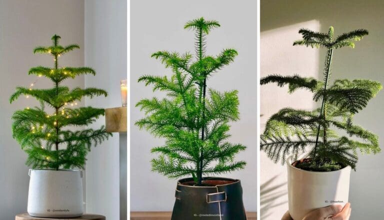 Norfolk Island Pine Plant Care Guide: Easy Tips for Thriving Greenery