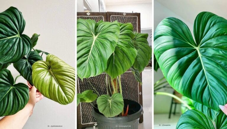 Philodendron McDowell Care Guide: Tips for a Thriving Indoor Jungle