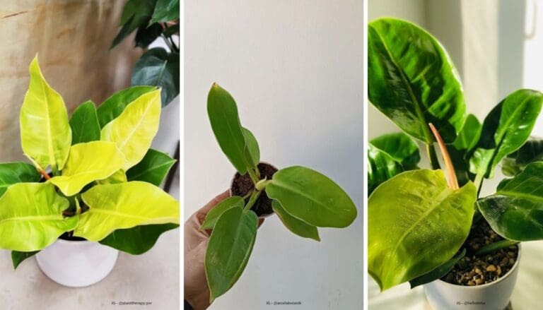 Philodendron Moonlight Care Guide: Tips for Thriving Plants