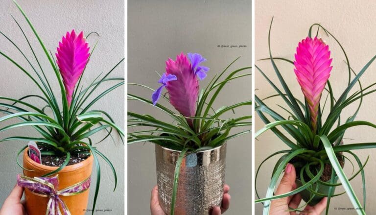 Pink Quill Plant Care: Tips for Thriving Blooms