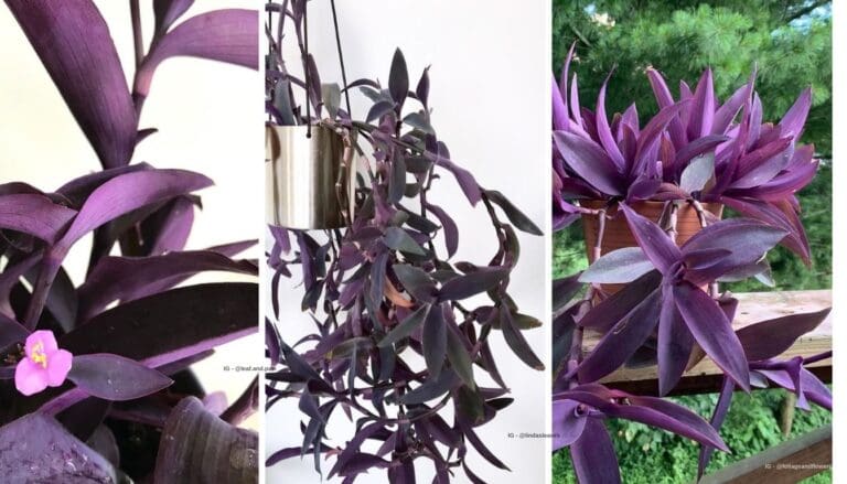 Purple Queen Plant Care: Tips for Thriving Houseplants