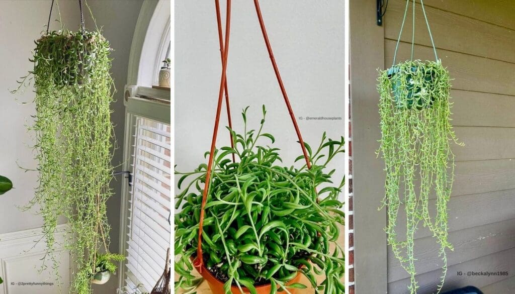 String of Bananas Care Guide