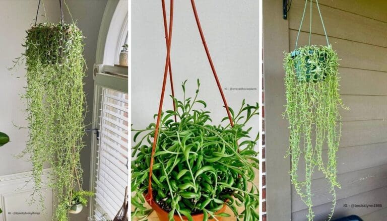 String of Bananas Care Guide: Tips for Thriving Plants