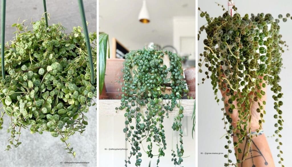 String of Turtles Plant Care Guide Easy Tips for Thriving Plants