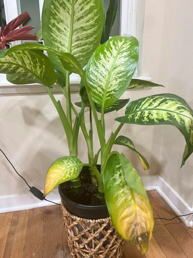 Dieffenbachia yellowing