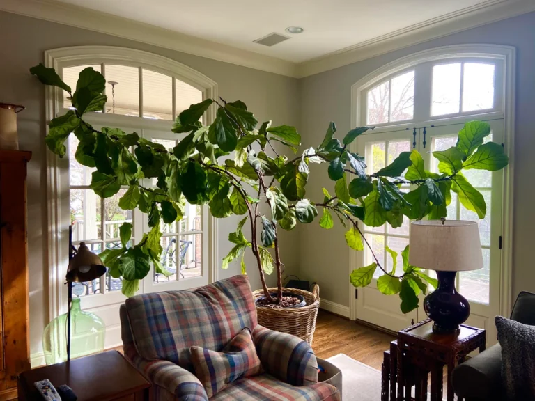 10 Cozy Houseplant Corners to Create This Fall