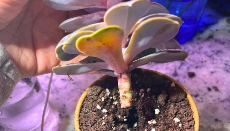 7 Tips to Save a Broken Succulent: Revive and Thrive!