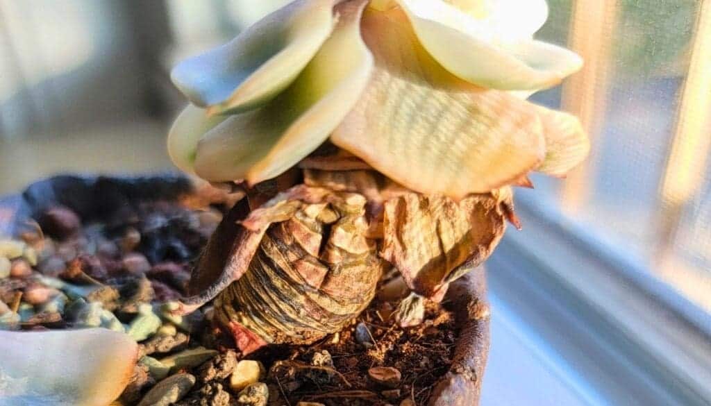 Brown leaves on succulent
