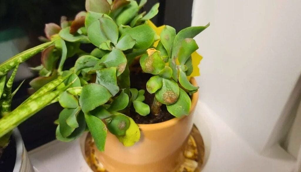Brown spots on succulent