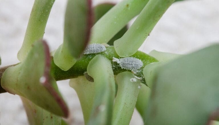 6 Common Pests That Infest Succulents (and How to Get Rid of Them!)