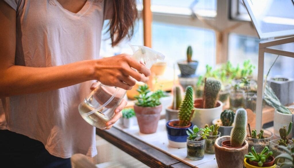 Misting cactus and Succulent