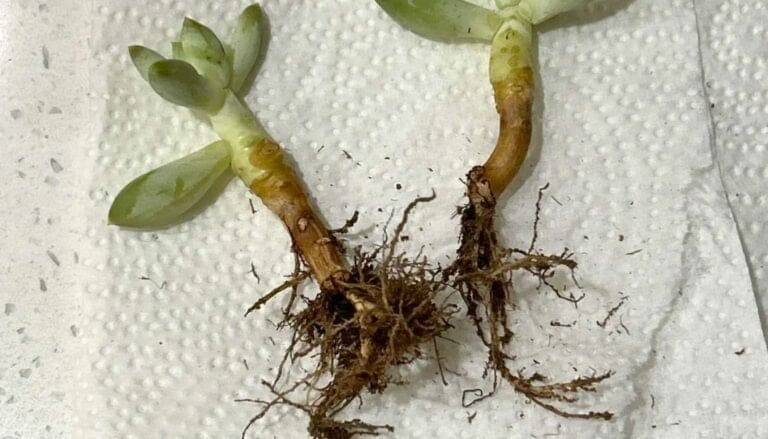 9 Ways To Keep Root Rot Away During Winter