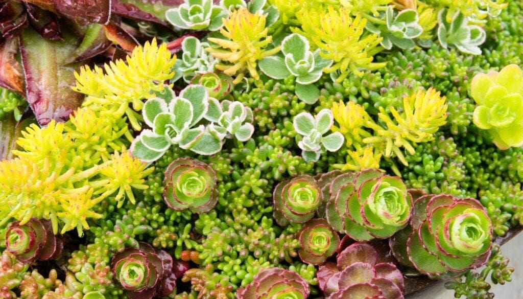 Sedum and Sempervivum