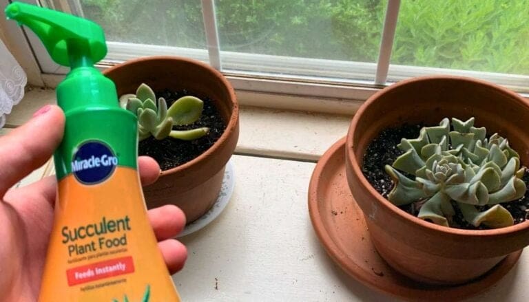 7 Easy Tips for Fertilizing Your Succulent Plants!