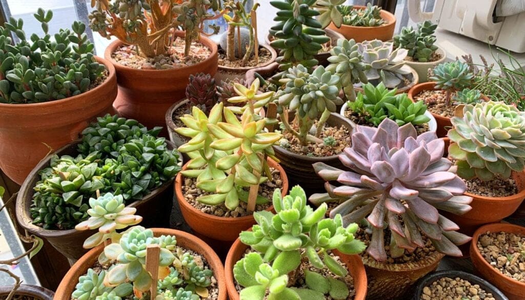Succulent Outdoors