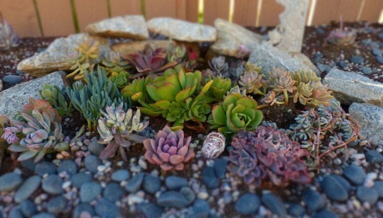 7 Tips to Create Beautiful Succulent Arrangements!