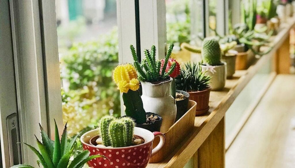 Succulent and cactus near window 2