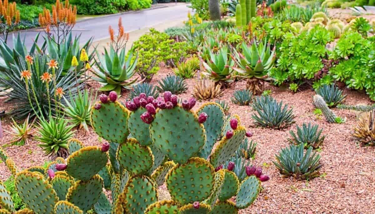 Can Succulents Thrive Outdoors? Here's How To Grow Them Outside ...