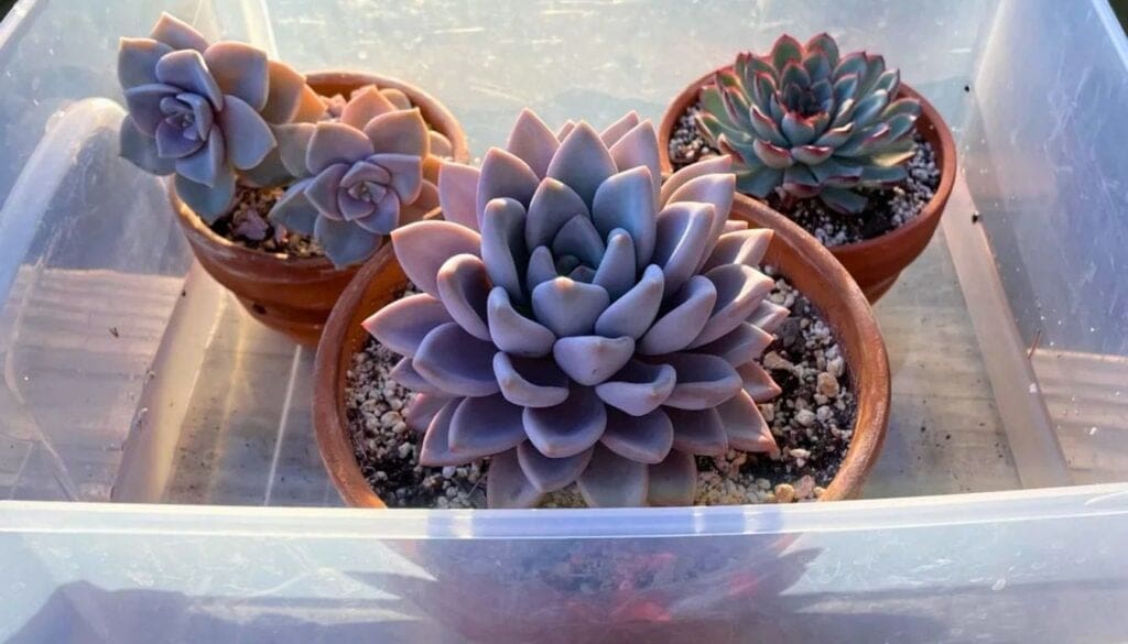 Succulent bottom watering