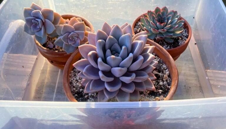 Bottom Watering Plants: Benefits, Tips, How To & More!