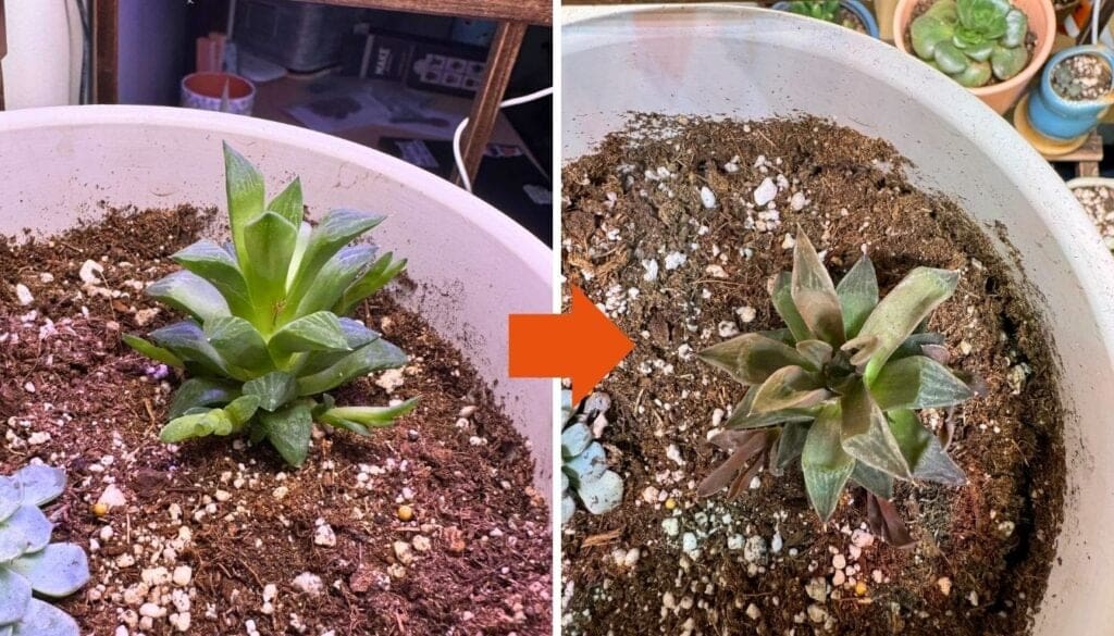 Succulent changing color