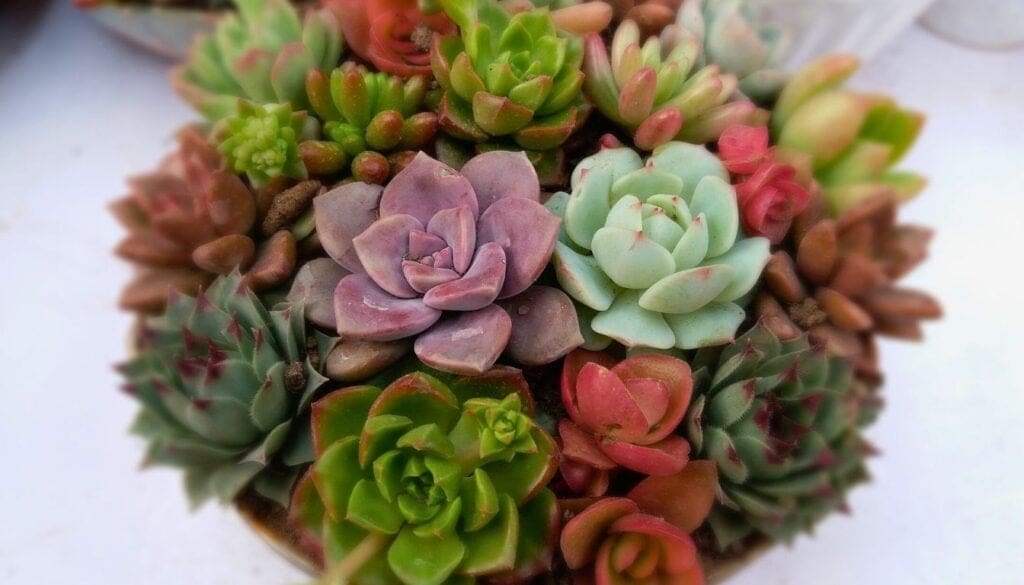 Succulent collection 3