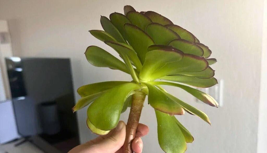 Succulent cutting