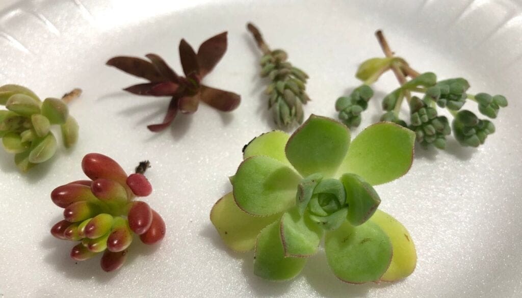 Succulent cutting 3