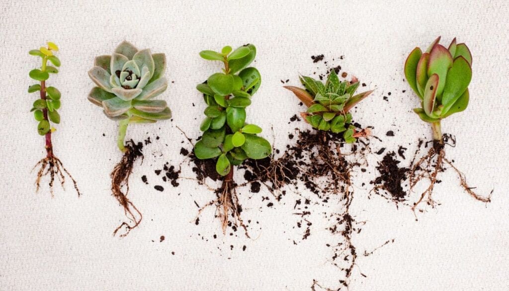 Succulent cutting 4