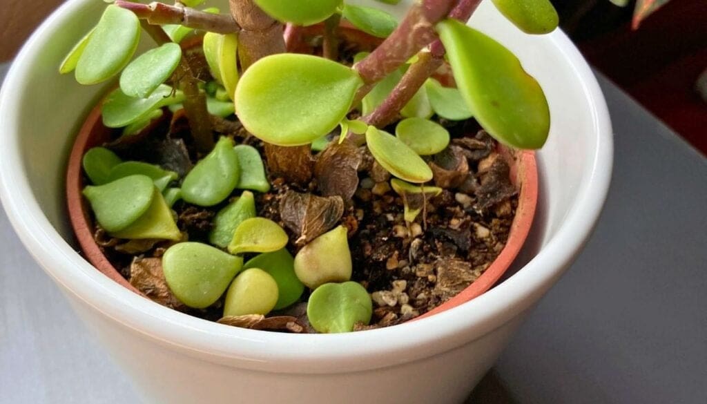 Succulent dropping leaves