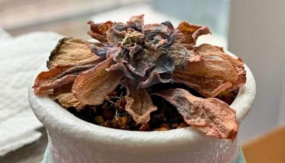 9 Tips To Keep Your Succulents Alive And Thriving! » Simplify Plants