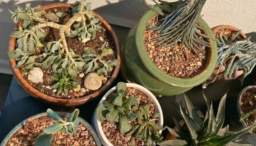 9 Tips To Keep Your Succulents Alive And Thriving! » Simplify Plants