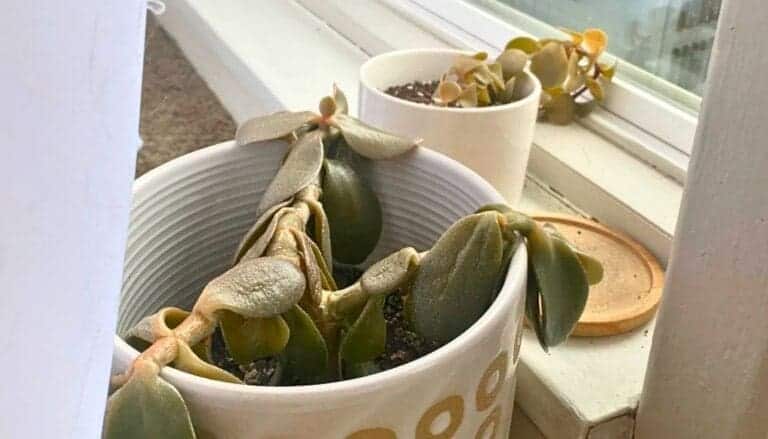 11 Common Winter Houseplant Problems (And How to Fix Them)