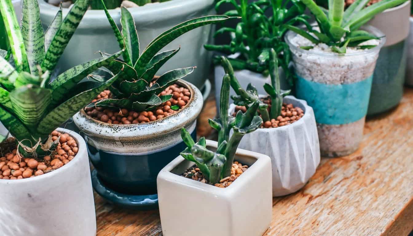 5 Best Pots For Succulents Stylish And SpaceSaving Choices » Simplify