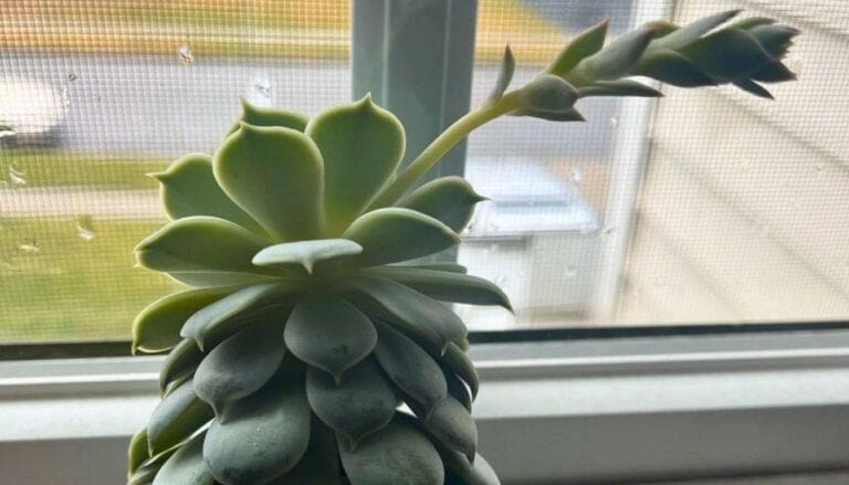 Winter-Proof Your Succulents: Essential Tips for Cold Weather Survival