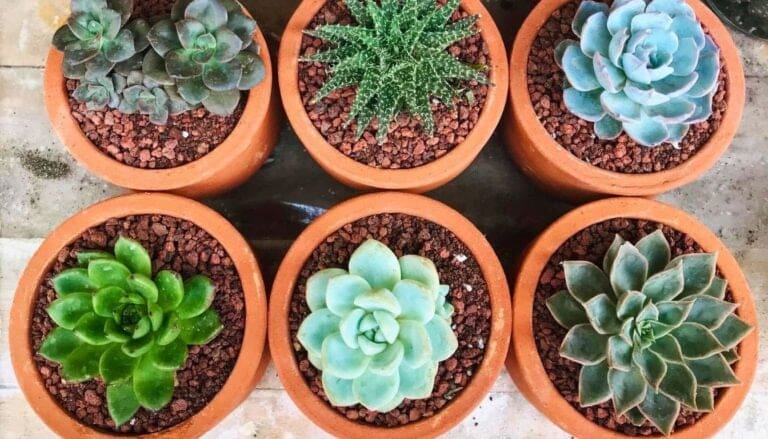 7 Tips to Keep the Perfect Humidity for Succulents!