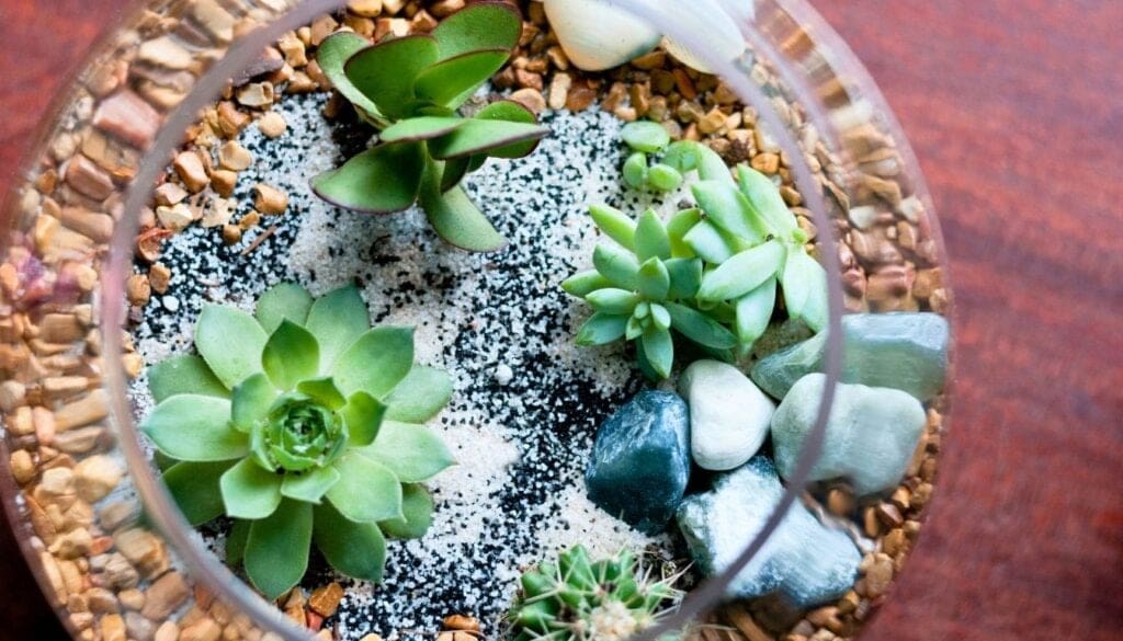 Succulent in sand