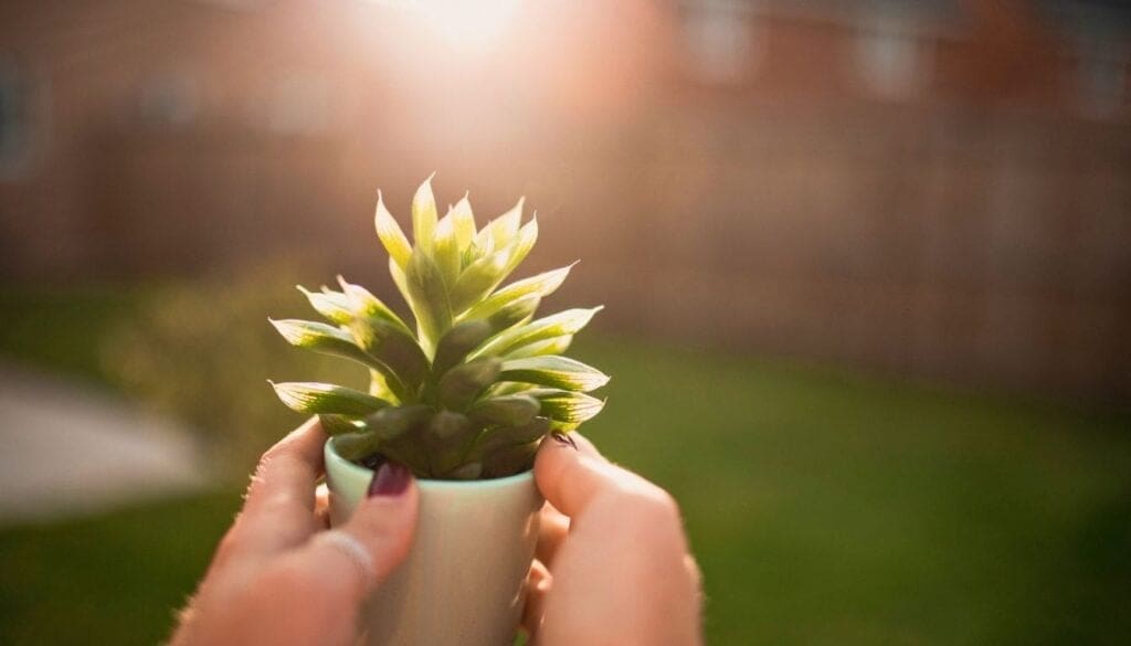 Succulent in sun 2