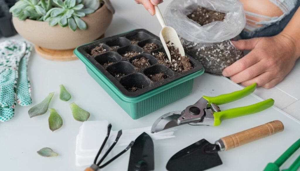 Succulent leaf propagation 2 1